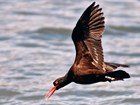 a large black bird with red bill flying over water