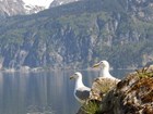 two mostly-white gulls sitting on rocks overlooking a bay