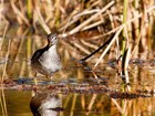 a lesser yellowlegs, a shorebird, standing in water