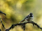 a boreal chickadee