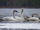 three swans on a lake