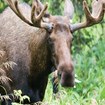 A large moose.