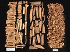 bird, mammal, and fish bones on a black background