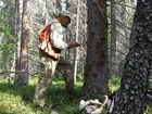 a man uses a tree-coring auger to core a tree trunk