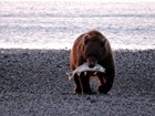 large brown bear carrying a salmon in its mouth