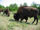 Grazing bison herd (NPS)