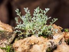 Sentry milk-vetch plant