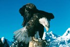 Bald Eagle at Grand Teton National Park. NPS photo