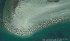 aerial view of hundreds of seals hauled out of the ocean