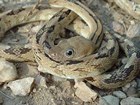 Camouflaged trans-pecos ratsnake