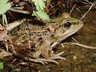 Rio Grande leopard frog at the edge of shallow water