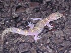 Texas banded gecko