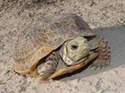 Desert box turtle
