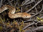Painted desert glossy snake navigating desert scrub