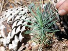 New growth after a forest fire