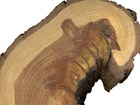 cross section of a tree with rings showing trees history