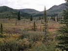 landscape image of Denali National Park