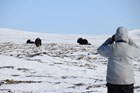 a person in a white parka looking at three muskoxen across a snowy landscape