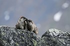 two marmots perched atop a large boulder