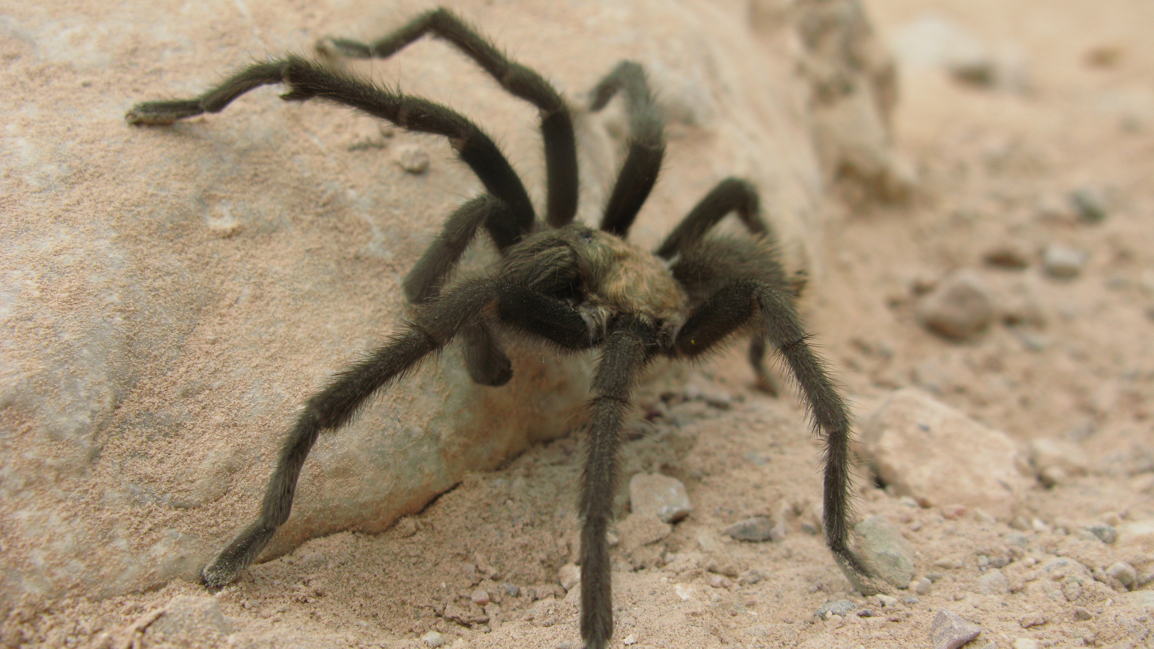 Tarantula climbing new arrivals