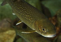 Juvenile bull trout swims through the water.