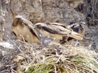 Red-tailed hawk parents and nestling on their nest
