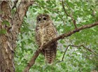 Mexican Spotted Owl on a tree branch