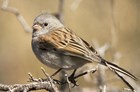 Black-chinned sparrow. © Robert Shantz.