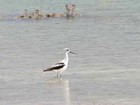 American avocet in Lake Lucero
