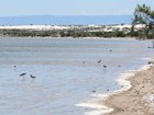 American avocets and black-necked stilts on Lake Lucero