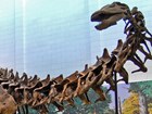 dinosaur skeleton