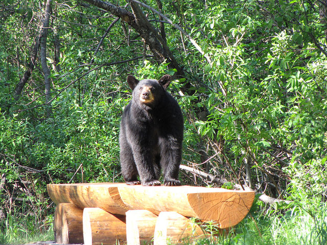 bear resistant food ensacark