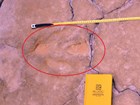 dinosaur track