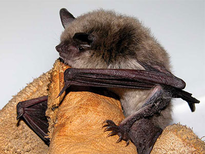 Glacier's bat inventory and monitoring program: Using partners, collaborators, and volunteers to make it a success