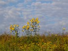 Tall yellow daisy-like flowers bloom in a golden and green grassland.