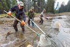 Selective removal of non-native and hybrid fish by electofishing and angling
