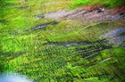 Lush green tundra cut by thousands of caribou tracks.