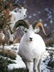 Two Dall sheep step out from behind a small shrub on a rocky cliff.