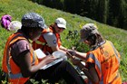Pollinator Hotshot Crews collect data on a beautiful Yellowstone summer afternoon