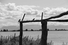 A black and white image of subsistence drying rack. A solitary bird sits perched atop a log.