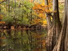 park scene wetlands