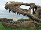 skull on the national mall