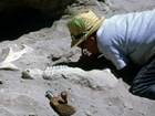 paleontologist working on a fossil dig