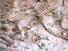 fossils in quarry wall