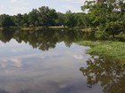 pond and shoreline trees