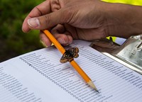 A butterfly rests on a pencil that a citizen scientist is using to record butterfly species.