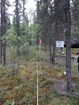 Trees were thinned and limbed to o provide a fuel break in the event of a wildfire.