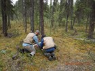 Researchers from University of Montana collect tree cores from Wrangell-St. Elias.