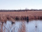 wetlands and fort