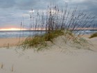 sand dune with grass